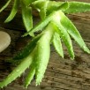 101790668-aloe-vera-plant