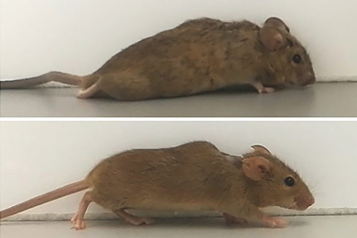 دو تا سه هفته پس ازشروع درمان ، موش های فلج ، شروع به راه رفتن کردند.